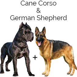 German Corso Dog
